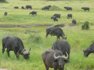 masai mara safari