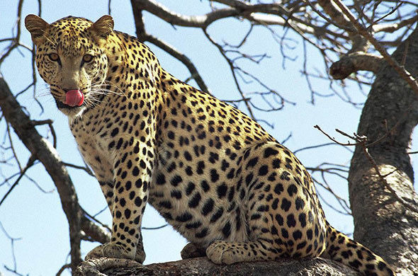 leopards in masai mara
