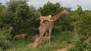 lion-kill-giraffe