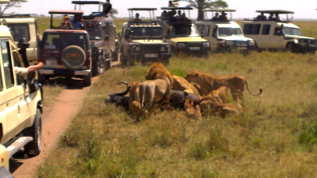 safari in masai mara lion hunted buffalo