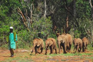 baby elephant park in nairobi